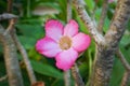 Closeup PinkÃ¢â¬ÂÃÂÃ¢â¬Â¹ flowers of Desert rose.